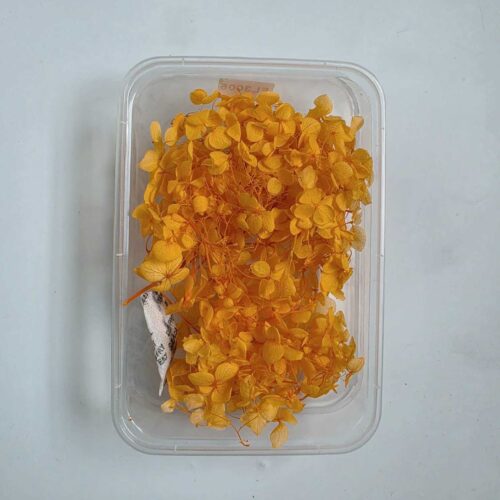 Dried Hydrangea Flowers Box