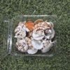 Sea Shells for Resin Art (07) - Product Image