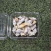 Sea Shells for Resin Art Ultimate high-quality craft supplies