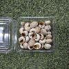 Sea Shells for Resin Art Ultimate - High-Quality Craft Supplies