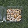Sea Shells for Resin Art (25) - Product Image