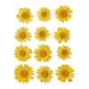 Close-up of Yellow Daisy Pressed Flower