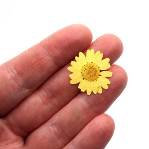 Yellow Daisy Pressed Flower for resin art