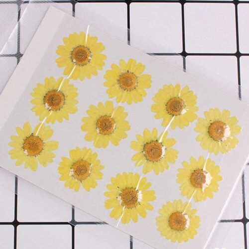 Detailed view of Yellow Daisy Pressed Flower