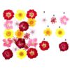 Variety of pressed dry flowers for resin art
