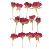 Red Rose Pressed Flower in craft design