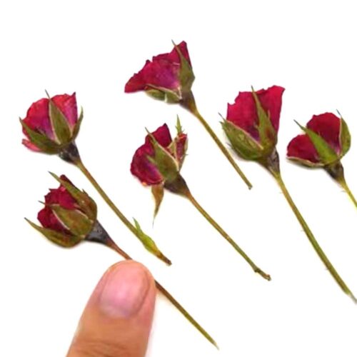 12-in-1 Red Rose Pressed Flower pack