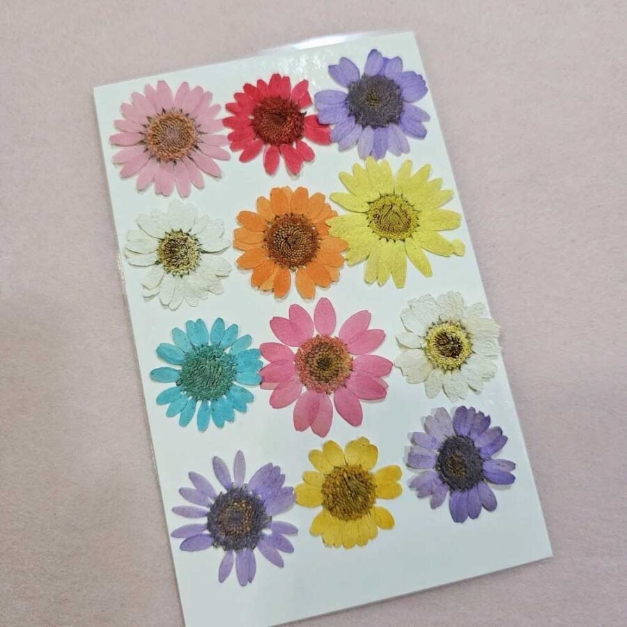 Daisy Multy Pressed Flowers in use