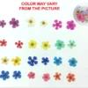 Multi Plum Blossom Pressed Flower - Product Image
