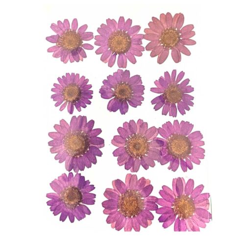 Purple Daisy Pressed Dry Flower Ultimate - Resin Art Material