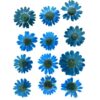 Firozi Daisy Pressed Dry Flower Ultimate for Resin Art