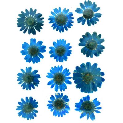 Firozi Daisy Pressed Dry Flower